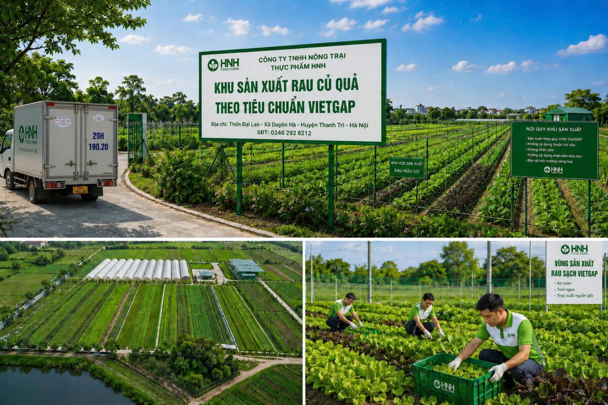 Khu sản xuất rau củ quả chuẩn Vietgap - HNH Food Farm