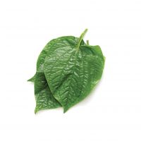 Lá lốt