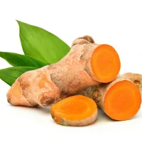 Nghệ tươi