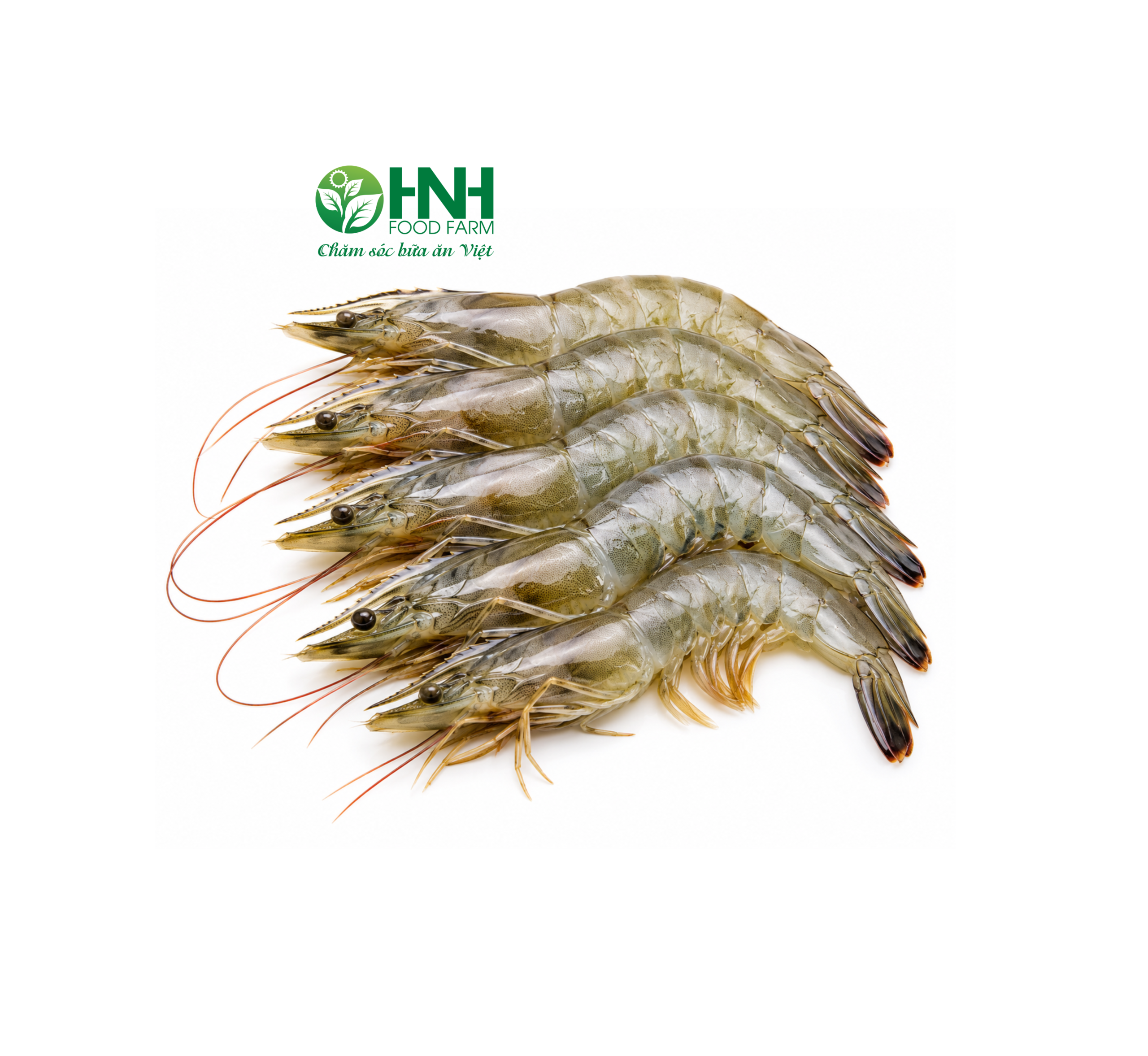 Tôm lớt tươi