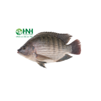 Cá rô phi nguyên con